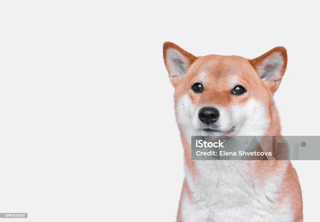 Portrait of young Shiba inu dog on  white background. Front view. Portrait of young Shiba inu dog on  white background. Front view. Copy space Sherbro People Stock Photo