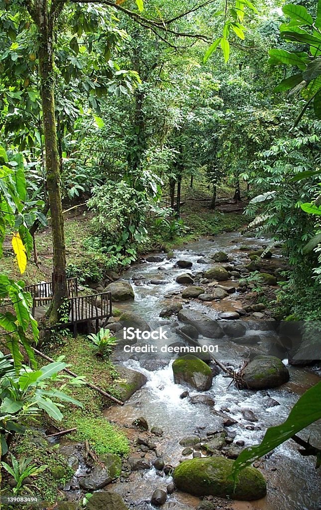 Rain Forest River River in Costa Rica's Rain Forest Beauty Stock Photo