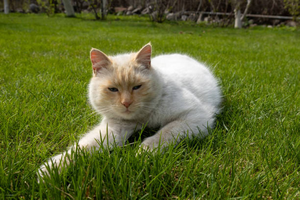 istock Thai red point siamese cat on the lawn 1390835143