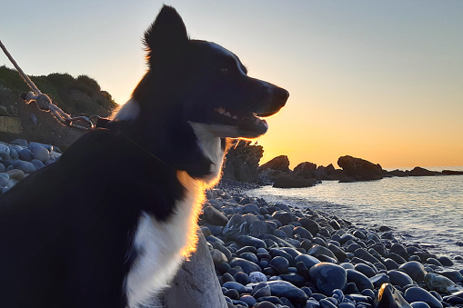 Border collie overlooking the sea from the beach and beautiful sea view in Diano Marina in Liguria, animals and landscapes in Italy