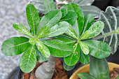 adenium-obesum-impala-lily-oder-pink-bignonia-oder-mock-azalea-oder-desert-rose.jpg?b=1&s=170x170&k=20&c=fPasR0UoLmz7TYR3WA9cqksXMjUQm4NanMAFRP6PGRo=