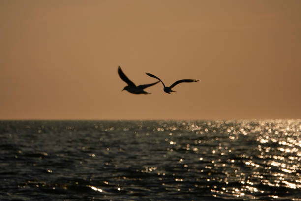 Silhouette of seagulls hunting in a bay at the balic sea during golden sunrise