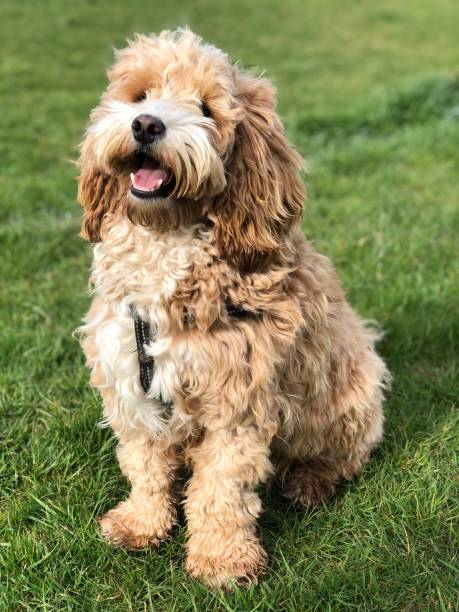 istock Adorable Eleven Month Old Cockapoo Puppy 1390837787