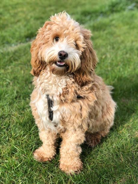 istock Adorable Eleven Month Old Cockapoo Puppy 1390837815