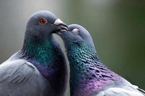 2 pigeons kissing