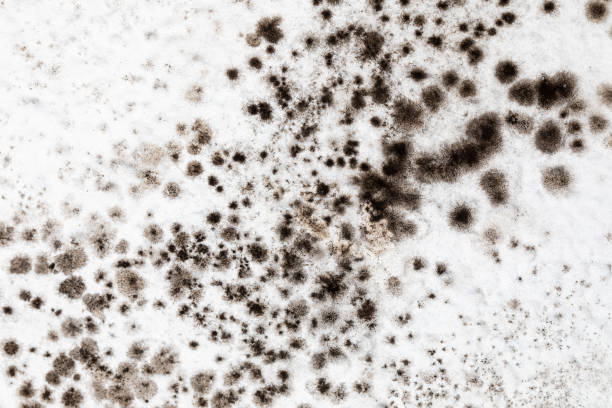 mold, mould, mildew or fungas on the white surface of ceiling in an interior room. - water damaged stained concrete imagens e fotografias de stock