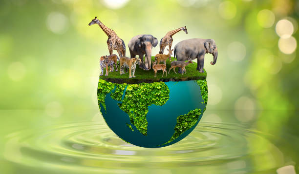World Wildlife Day Concept Nature reserve conserve Wildlife reserve tiger Deer Global warming Food Loaf Ecology Human hands World Wildlife Day Concept Nature reserve conserve Wildlife reserve tiger Deer Global warming Food Loaf Ecology Human hands biodiversity stock pictures, royalty-free photos & images