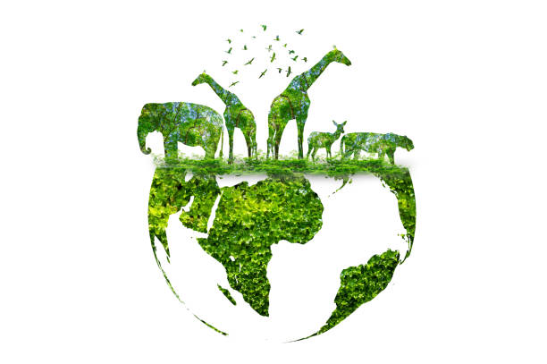 wildlife silhouette on earth wildlife conservation concept - dierendag stockfoto's en -beelden