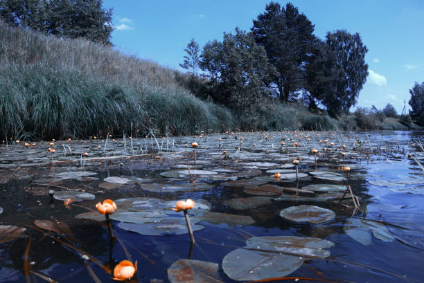 Water lilies on the river on a summer evening.