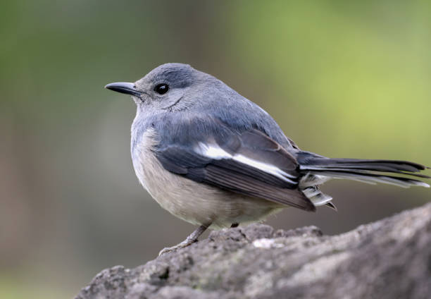 istock Fat Asian Desert Warbler bird 1390839557