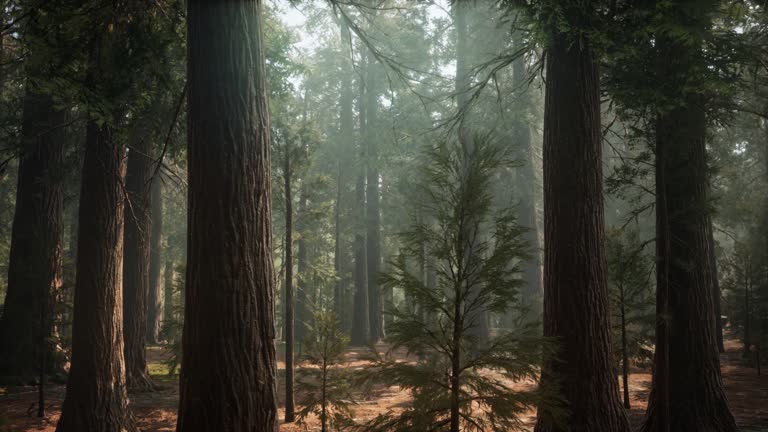 Sunrise in the Sequoias, General Grant Grove, Sequoia National Park