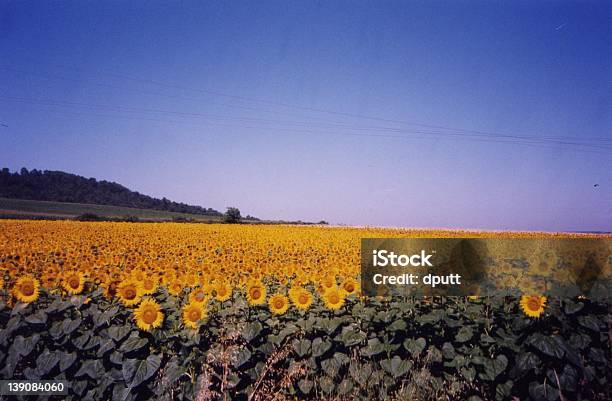 Photo libre de droit de Toujours Jaune banque d'images et plus d'images libres de droit de Champ - Champ, Fleur - Flore, Horizontal