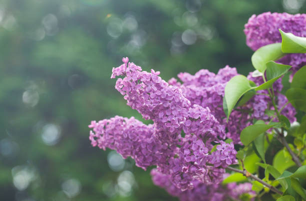 istock Lilac branch. Floral background, greeting card. Nature. 1390840925