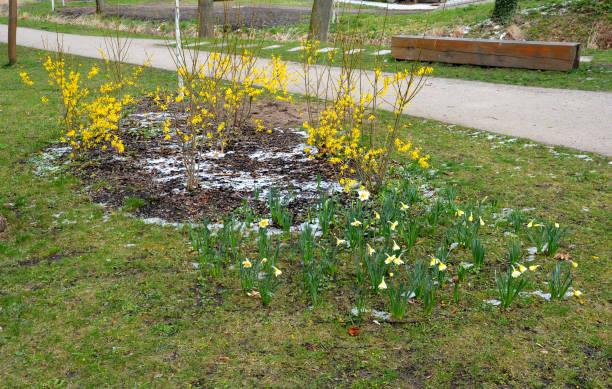 Yellow flowering shrubs called golden rain shaped by gardeners into a hedge have just been covered in snow during a spring shower. shrub groups have a golden color and light up the street Yellow flowering shrubs called golden rain shaped by gardeners into a hedge have just been covered in snow during a spring shower. shrub groups have a golden color and light up the street, daffodils, intermedia, poeticus, narcissus, pseudonarcissus,minnow forsythia garden stock pictures, royalty-free photos & images