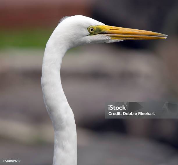 Portrait Of An Egret Stock Photo - Download Image Now - Animal, Animal Wildlife, Beak