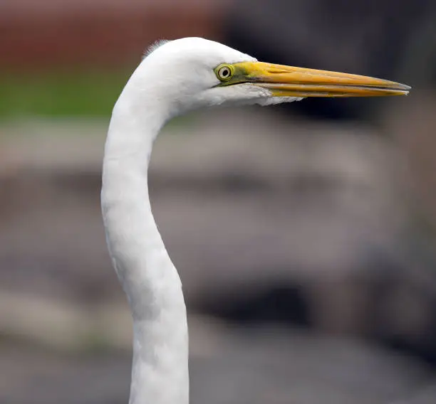 Photo of Portrait of an Egret