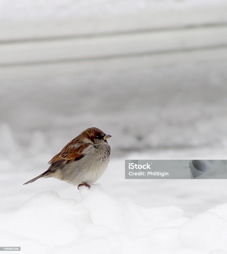 Lone "Birdie" em um neve - Foto de stock de Neve royalty-free