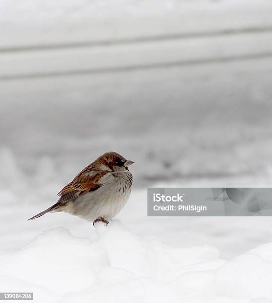 Foto de Lone Birdie Em Um Neve e mais fotos de stock de Neve - Neve, Pardal - Pássaro, Inverno