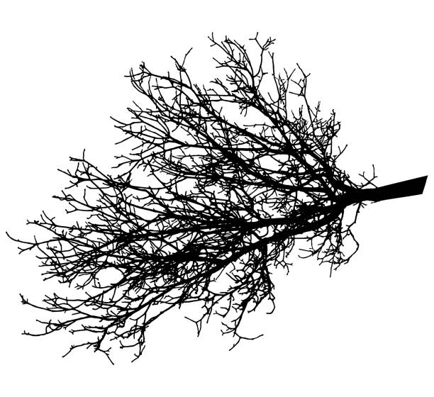 illustrations, cliparts, dessins animés et icônes de branche nue de l’arbre, silhouette. illustration vectorielle - tree silhouette branch bare tree