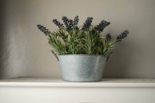 istock Lavender Plant in a Metal Container on a White Shelf 1390842106