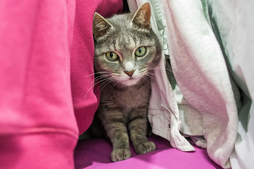 A cute gray cat is hiding among the clothes in the closet.