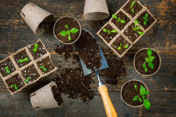 istock Potted flower seedlings growing in biodegradable peat moss pots. Zero waste, recycling, plastic free concept. Transplanting seedlings top view. 1390842962
