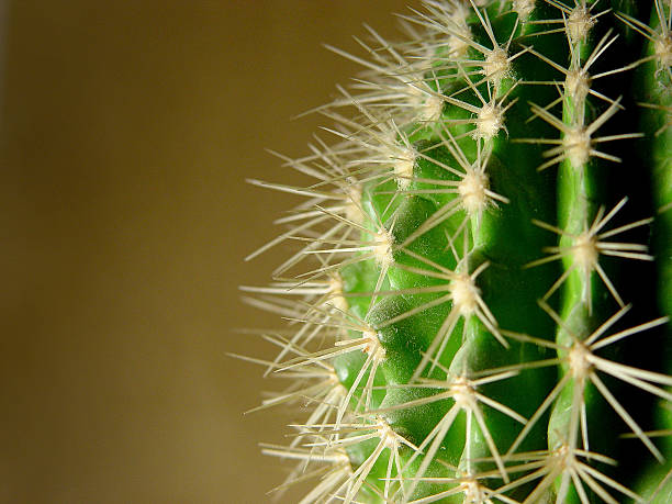 istock Close-up of a green cactus' white prickly needles 139084338