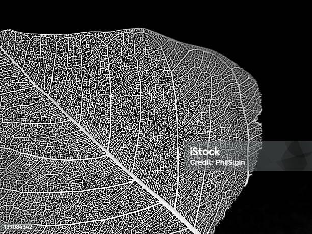 古い葉 - 葉のストックフォトや画像を多数ご用意 - 葉, レース生地, 黒背景