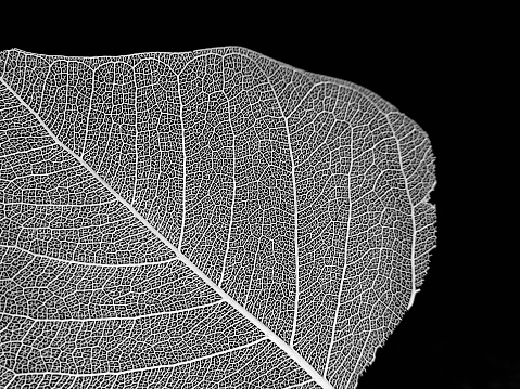 The Skeleton of a Dead leaf (in black & white) - lots of details - very sharp photo!