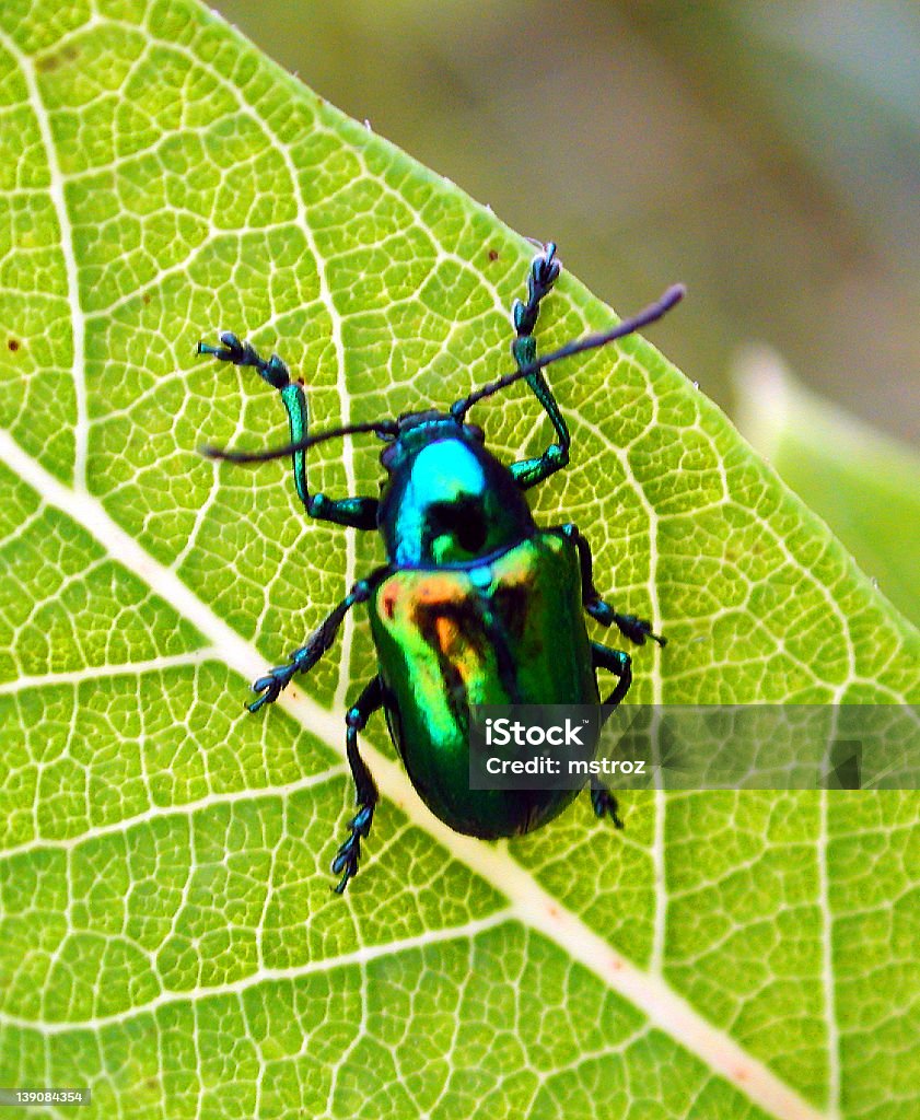 Nahaufnahme eines Käfer - Lizenzfrei Blau Stock-Foto