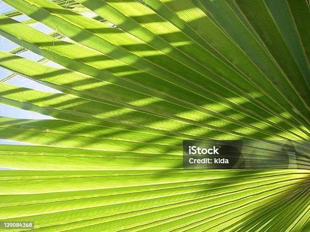 Folha De Palmeira - Fotografias de stock e mais imagens de Clorofila - Clorofila, Cor verde, Folha