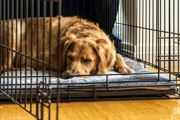 Female Golden Retriever Sleeps on Her Stomach  in Open Crate on Gray Blanket A three year-old female golden retriever retreats to her crate near the window for a rest from family activity. crate stock pictures, royalty-free photos & images