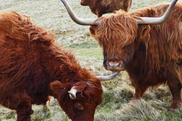 istock Highland cattle on Allermuir Hill on the Edinburgh Pentlands 1390844799