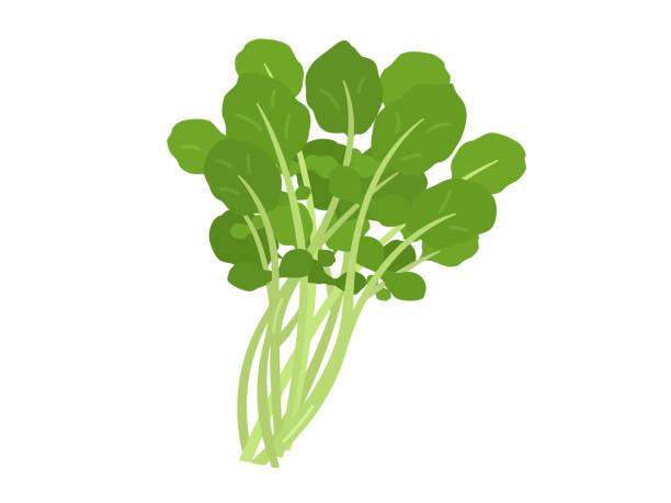 ilustraciones, imágenes clip art, dibujos animados e iconos de stock de ilustración de alimentos de berros vegetales. - arugula salad plant leaf