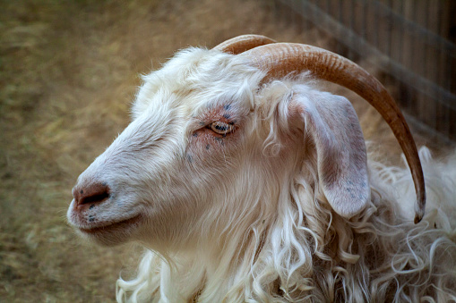 View of a ram.