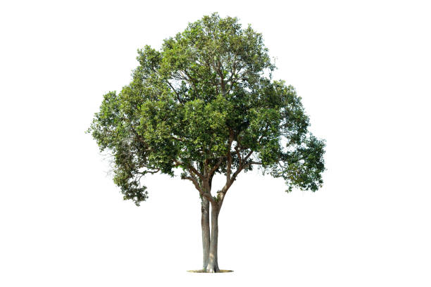 istock Isolated green tree on white background, Trees isolated on white background, tropical trees isolated used for design, advertising and architecture. 1390846752