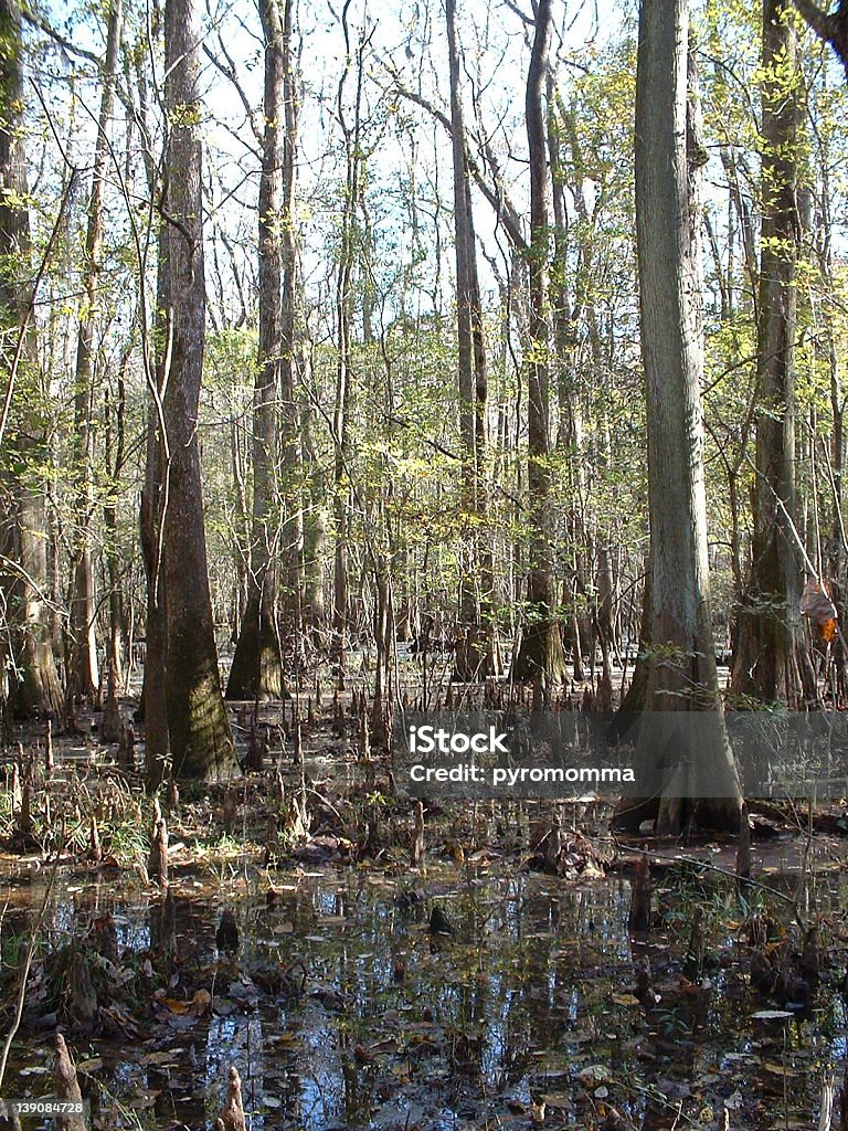 Congaree Swamp Congaree National Monument, near Columbia SC USA.  A Hardwood Swamp Congaree National Park Stock Photo