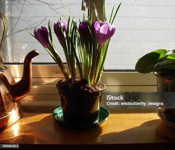 Inverno Croco No Peitoril De Janela Ao Amanhecer - Fotografias de stock e mais imagens de Amanhecer - Amanhecer, Bulbo de flor, Calor