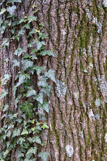 English Ivy an einem Baum – Foto