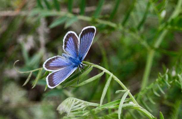 istock Blue butterfly on a green blade of grass close up 1390848647
