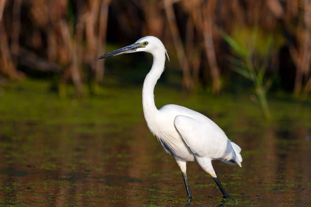 istock The Little White Heron is fishing. 1390848793