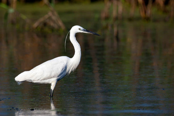 istock The Little White Heron is fishing. 1390848814