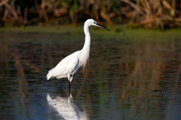 istock The Little White Heron is fishing. 1390848846
