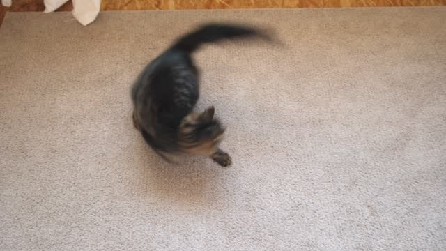 Tabby kitten jumping and playing with itself, running around in a circle. Little Cat is turning to its tail. Kitty catching its tail. Funny domestic animals. Silly comical cat.