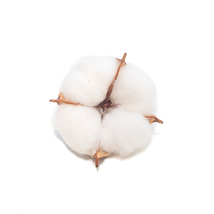 Cotton plant bud isolated on white background