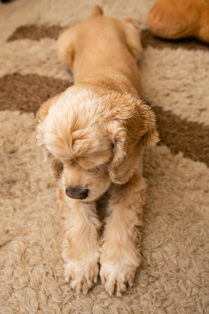 istock A tired dog is lying on the carpet 1390849143