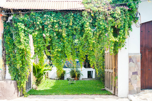 Opened entranced to the backyard or garden with overgrown gate covered with leaves