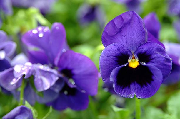Bleu violet & pensée de lumière naturelle - Photo