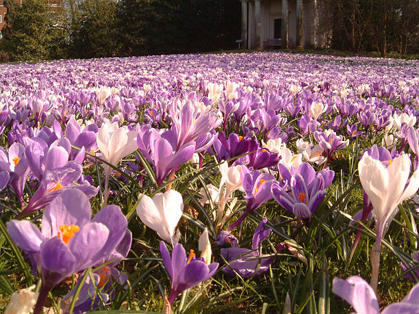 Crocuses Purple and white crocuses at Kew Gardens London kew garden stock pictures, royalty-free photos & images