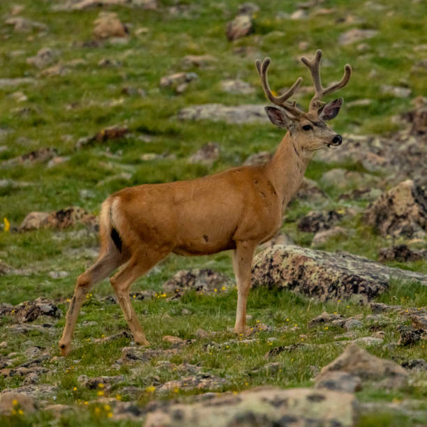 istock Male Mule Deer In Grassy Boulder Field 1390850023